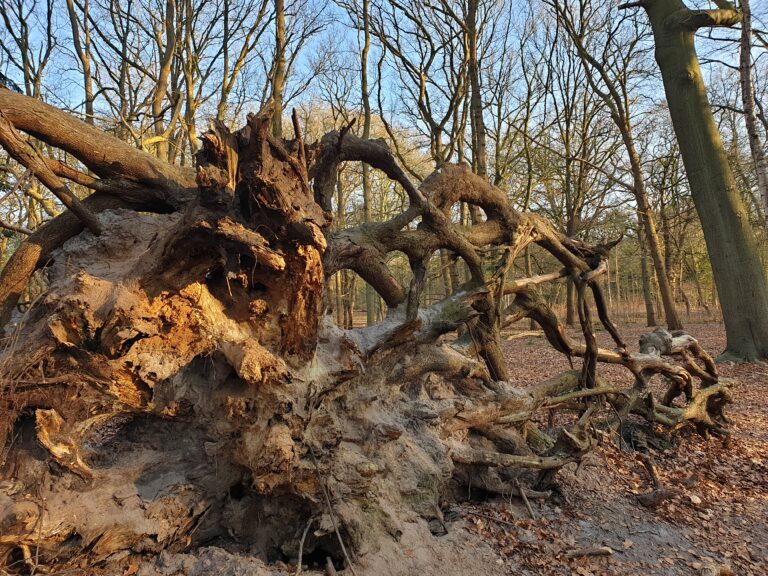 Natuur Mindset - Homepage - Afbeelding - Boomstam - Wortel
