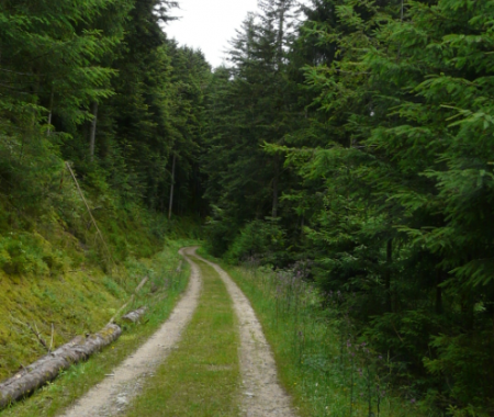 Path Natuur Mindset Coaching Path Natuur Mindset Coaching