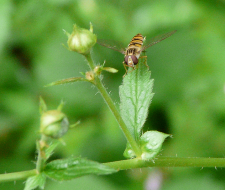 Insect Natuur Mindset Coaching Insect Natuur Mindset Coaching