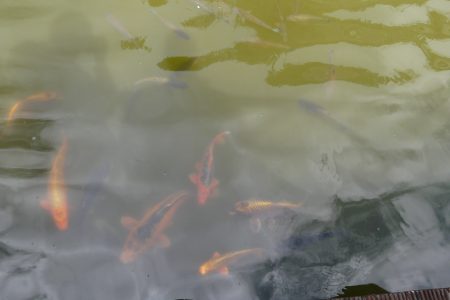 Fish Natuur Mindset Nature Coaching Fish Natuur Mindset Nature Coaching