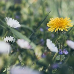 Gele Bloem Natuur Mindset