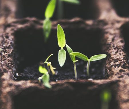 seedlings Natuur Mindset seedlings Natuur Mindset