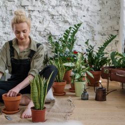 Planten Verzorgen Natuur Mindset