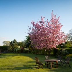Roze Boom Natuur Mindset